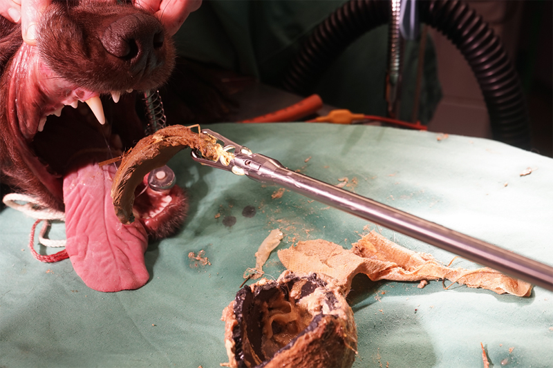 Flexible Endoskope bei der Untersuchung von Magen und Dickdarm